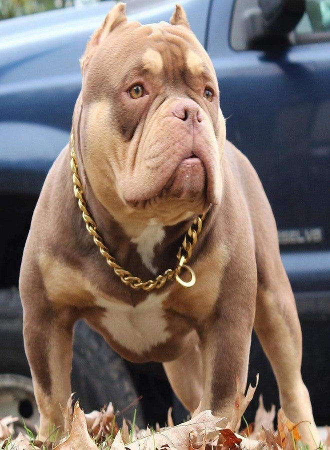 The DDS Store Dog's Pure Brass Grinder Design Training Choke Chain Collars (24 Inch Collar/2 cm Thick) Best for Labrador,Golden Retriever,American Pit Bull,Pit Bull,Rottweiler,Bulldog,German Shepherd - Image 1